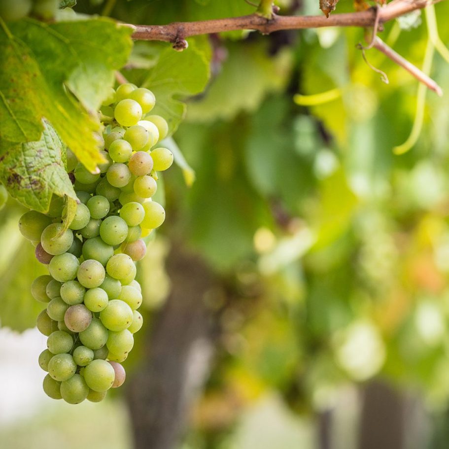 Urlaub in den Weinbergen von Veitshöchheim näche Würzburg